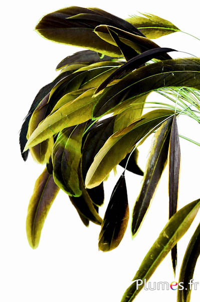 Coquetip - 20-25 cm - olive-braun